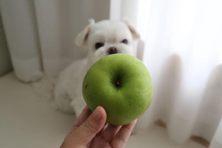 아오리사과 강아지, 신맛 폭발 풋사과, 강아지도 먹어도 될까? 보호자라면 꼭 알아야 할 진실!