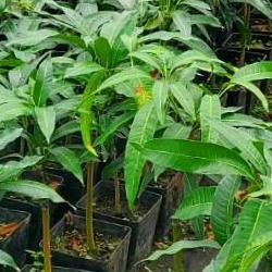 애플망고 묘목 가격, 6만원대 물건 사봤더니 충격!