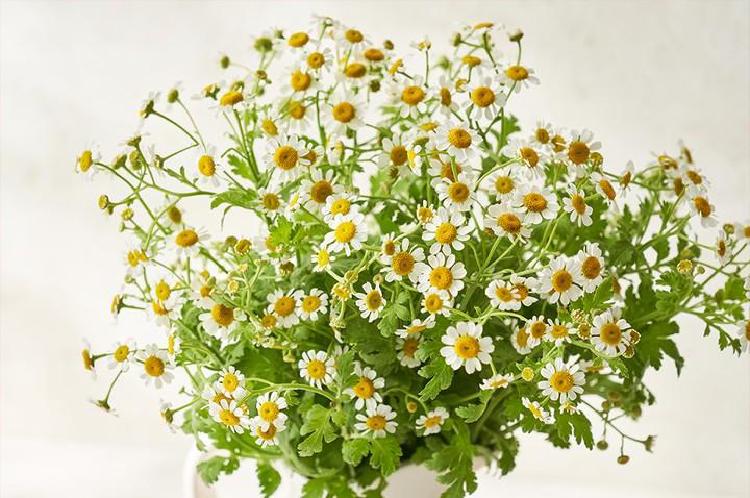 캐모마일 효능 감기, 겨울 감기 잡는 숨겨진 무기??