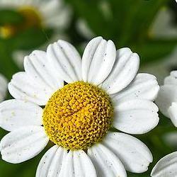 캐모마일 효능 당뇨, 약 안 먹고도 HbA1c 0.5% 뚝! 진짜일까?