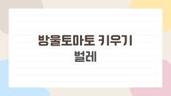 방울토마토 키우기 벌레, 2026년에만 쏟아지는 이 벌레들 잡는 법