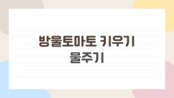 방울토마토 키우기 물주기, 매일 줘야 할까 생각보다 쉬운 정답
