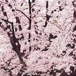 대전 벚꽃 개화시기, 대청호 터널 언제 터질까 진짜 예측해봤어요