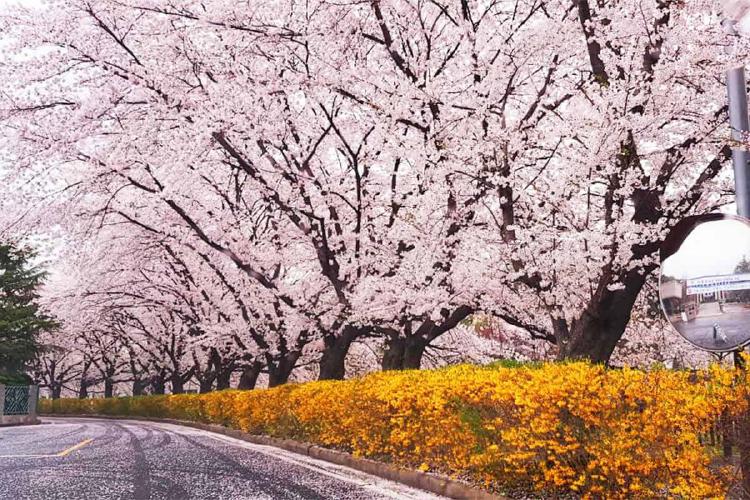 대전 벚꽃 개화시기, 대청호 터널 언제 터질까 진짜 예측해봤어요