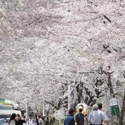 대전 벚꽃길, 올해 만개 타이밍 놓치면 후회합니다