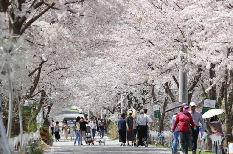 대전 벚꽃길, 올해 만개 타이밍 놓치면 후회합니다