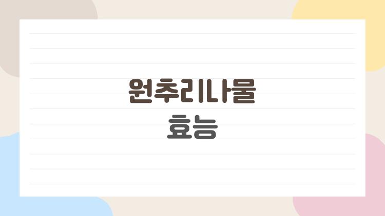 원추리나물 효능