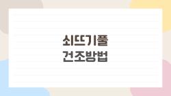 쇠뜨기풀 건조방법, 텃밭 잡초가 약초로? 초보자 완승 비법