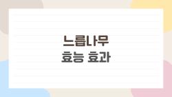 느릅나무 효능 효과, 2026년 근감소증 핫템 등극