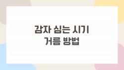 감자 심는 시기와 거름 방법, 이것만 알고 있으면 봄 감자가 확실히 잘 됩니다
