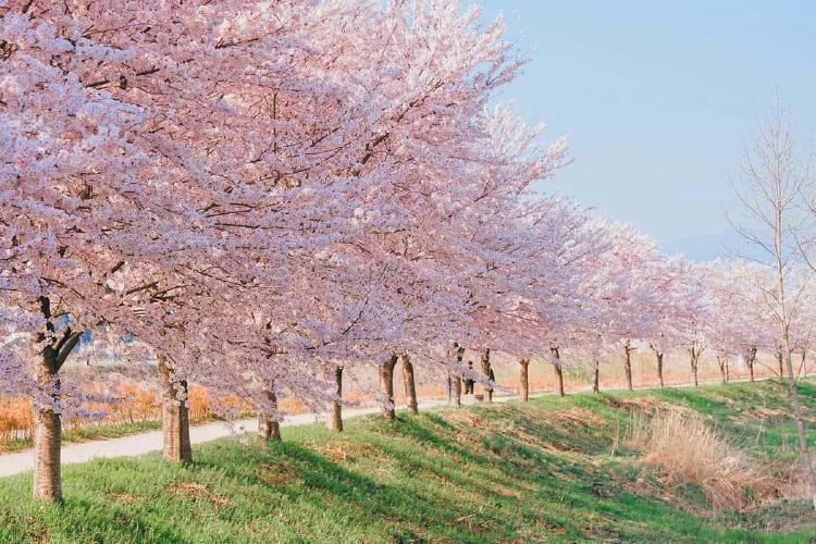 강릉 벚꽃 개화시기, 2026년 진짜 피는 날 언제일까?