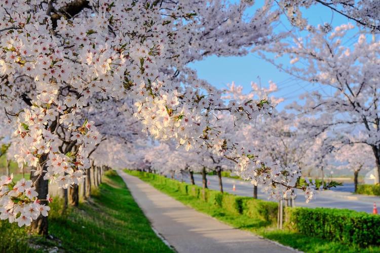 강릉 벚꽃 시기 언제가 딱, 놓치면 후회할 명소만 쏙쏙