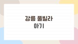 강릉 풀빌라 아기, 이틀만에 끝낸 후기 속에 숨겨진 진짜 팁