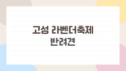 고성 라벤더축제 반려견, 입장 불가? 진짜 대안 코스 대공개
