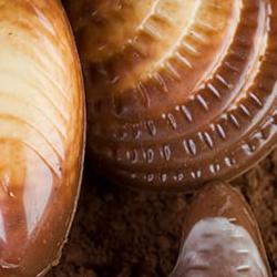 길리안초콜릿 원산지, 진짜 벨기에 맞나요? 요즘 사람들이 헷갈려하는 이유