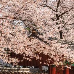 경주 벚꽃축제, 2026 만개 타이밍 놓치면 후회!