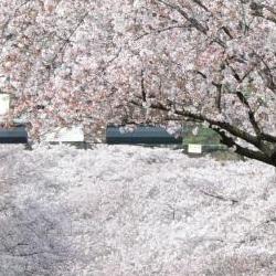 경주벚꽃마라톤 취소 루머, 충격 반전