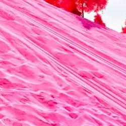 허브아일랜드 강아지, 출입 금지 된다고? 2026 충격 진실