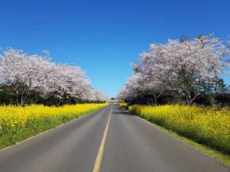 녹산로 드라이브 코스
