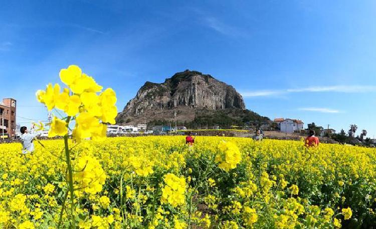 제주도 유채꽃 명소 서쪽, 산방산 노란 바다가 미쳤어요!