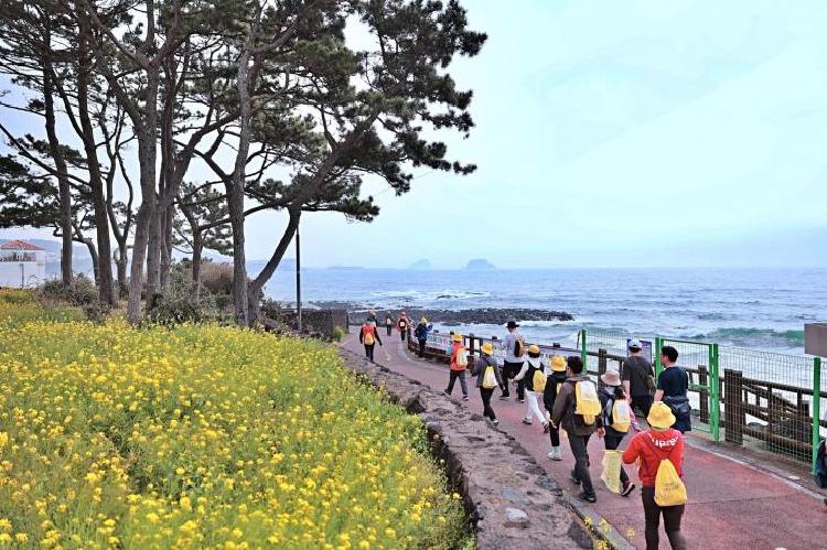 제주 유채꽃 걷기 대회