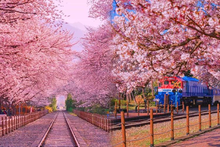 전주 벚꽃 시기 미리 알아야 후회없어, 2026 핫플 대공개