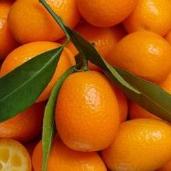 낑깡 금귤 먹는법, 껍질째 먹어도 돼? 중독될 맛의 비밀