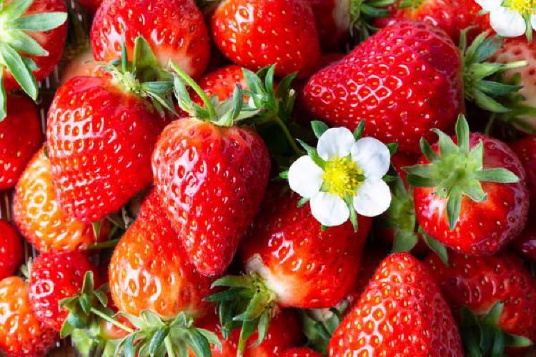 논산 딸기축제 2026, 주차 지옥 피하는 비밀 루트 공개