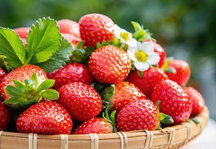 논산 딸기축제 체험, 평일 가야 후회 안 해? 솔직 후기