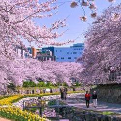 울산 벚꽃축제 주차 지옥 피하는 비밀 루트 공개