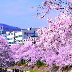 울산 벚꽃 시기, 올해 진짜 3월 말 터진다는데 맞나요?