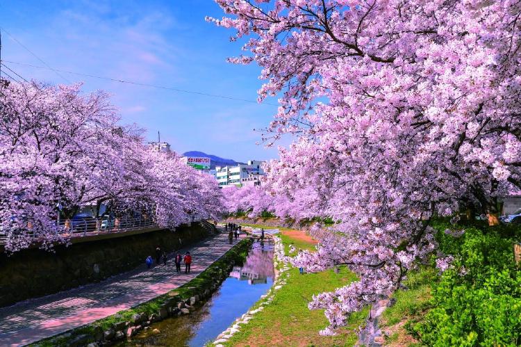 울산 벚꽃