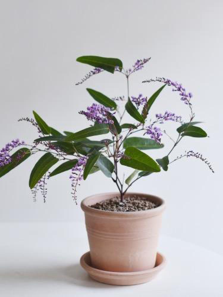 보라싸리 물주기, 겨울에 잎 떨어지면 이거였어!