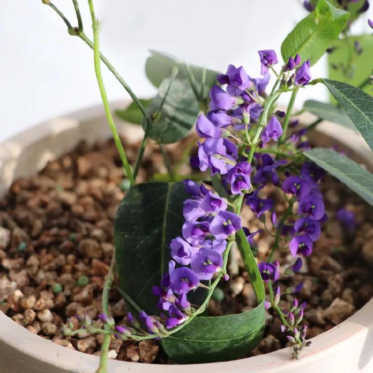 보라싸리 번식, 2주 만에 뿌리 퐁! 초보자 꿀팁 대공개