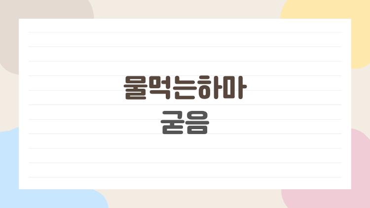 물먹는하마 굳음