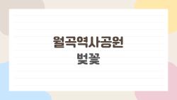 월곡역사공원 벚꽃, 인생샷 터지는 포토존 대공개