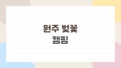 원주 벚꽃 캠핑, 만개 타이밍 놓치면 후회!