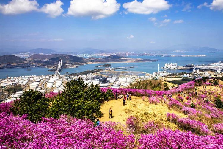 영취산 진달래축제