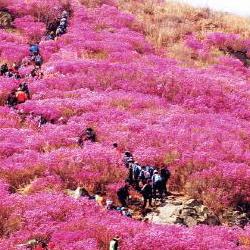영취산 진달래축제 기간, 올해 꽃만발 딱 이 날짜예요!